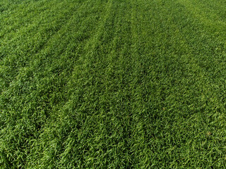 Green field in the summer sun of spain, andalusia