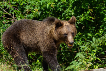 Young bear in Romania