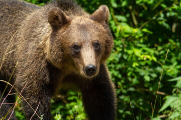 Obraz na płótnie Canvas Wilde Bear in Romania