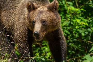 Bear on a road in Romania