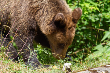 Bear on a road in Romania