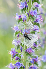 Large butterfly with translucent wings, the black- veined white, Aporia crataegi, resting on the flowers of the blueweed (Echium vulgare) on a sunny summer day in Estonian nature