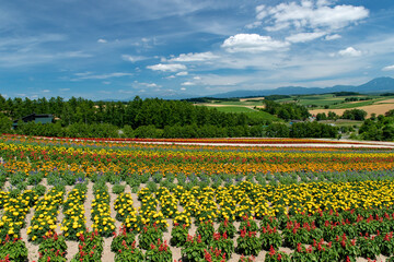Fototapeta premium 北海道 美瑛町の夏の風景