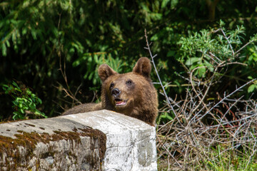 Bear on a road in Romania