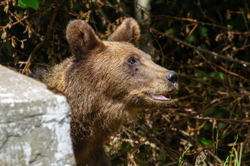 Wild bear on the street, in Romania