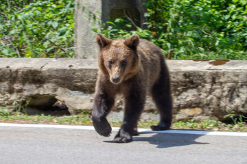 Fototapeta na wymiar Wild bear on the street, in Romania