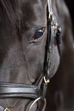 Detail vom Pferdeauge im Fotostudio vor schwarzem Hintergrund