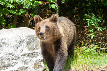 Bear on a road in Romania