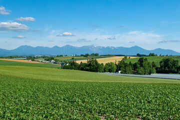 北海道　美瑛町の夏の風景