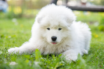 Funny Samoyed puppy on the green grass