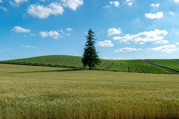 北海道　美瑛町の夏の風景