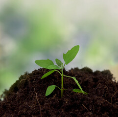 One spring green seedling stock images. Growing young sprout on a green background with copy space for text. Spring green seedling frame stock photo