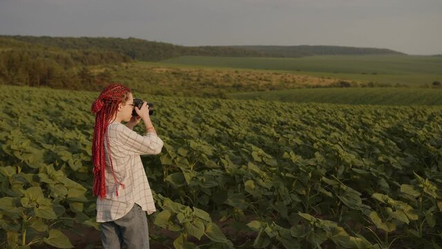 Girl with long hair takes photos of a sunflowers