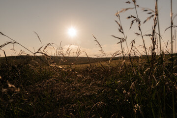 Sunset in some grassy fields