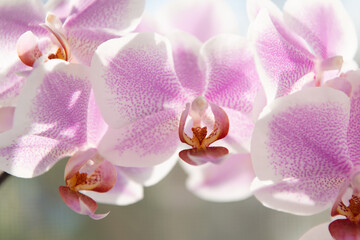 Fototapeta na wymiar violet orchid flowers of phalaenopsis orchidaceae moth orchids closeup, orchid macro