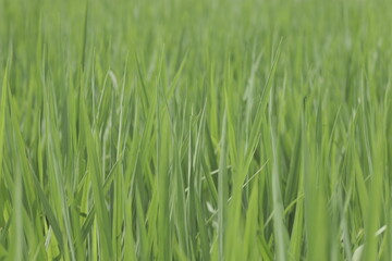 夏の水田　風に揺れる稲の青葉