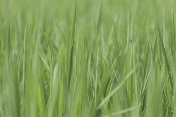 夏の水田　風に揺れる稲の青葉