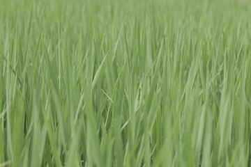 夏の水田　風に揺れる稲の青葉