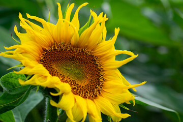Naklejka premium Sunflower (Helianthus ) close up shot. Sunflower blooming. Bright yellow flowers. Botanical background. 