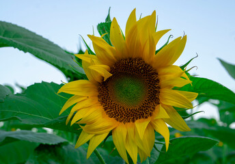 Obraz premium Sunflower (Helianthus ) close up shot. Sunflower blooming. Bright yellow flowers. Botanical background. 