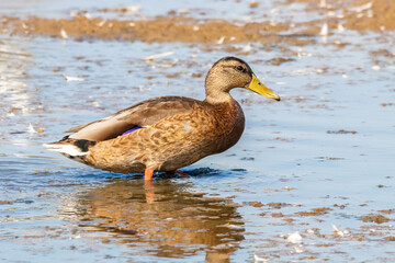 A female mallard or wild duck (Anas platyrhynchos) on the shore of a pond in the Nature Reserve Marismas del Odiel, Huelva, Andalusia, Spain