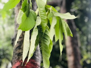 green leaves on a tree