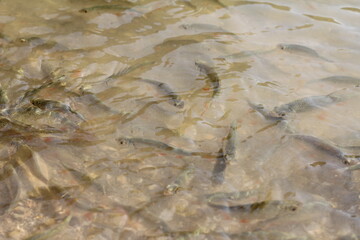 big and small fish, duck with his mother, love and happiness