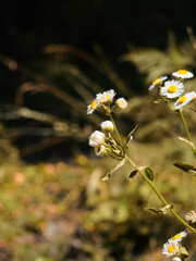 Natural vertical background, small daisies, daisies on a natural background blurred