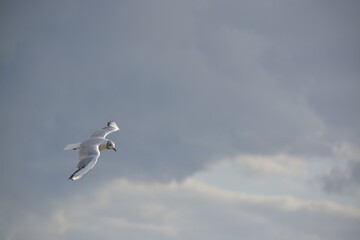FHD WALLPAPER
Seagull in the sky