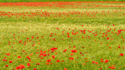 Rural landscape in Pavia province between Ticino and Po rivers. Poppies