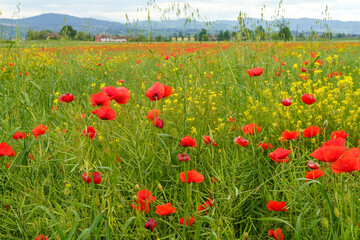 Rural landscape in Pavia province between Ticino and Po rivers. Poppies