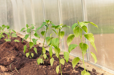 fresh seedlings of peppers prepared for planting in the greenhouse