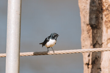 Willie Wagtail bird sitting on a post. 