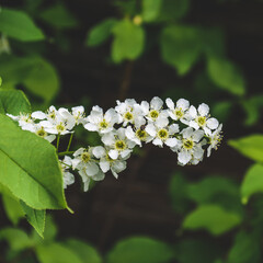 cherry blossom in spring on green light background