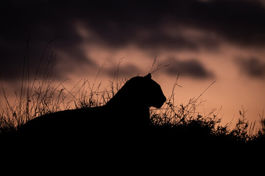 A silhouette of a leopard, Panthera pardus, lying on a termite mound