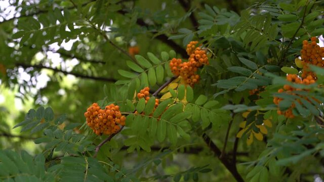 Ripening Rowan fruits in natural ambient (Sorbus Aucuparia) - (4K)