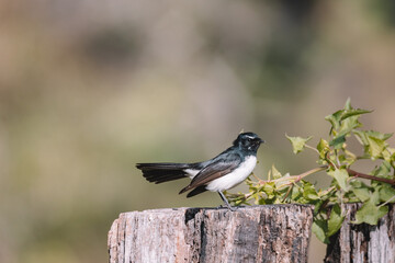 Willie Wagtail bird sitting on a post. 
