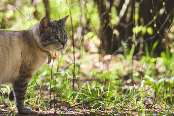 Naklejka na ściany i meble adult cat in the wild, freely walking in the forest