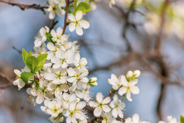 cherry blossom in spring on a green, light background