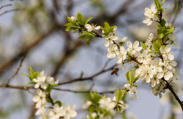 cherry blossom in spring on a green, light background