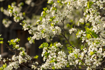 cherry blossom in spring on a green, light background
