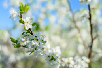 cherry blossom in spring on a green, light background