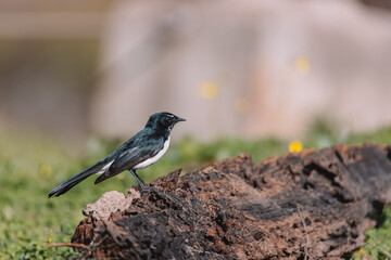Willie Wagtail bird sitting on a post. 