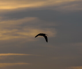 silhouette of a flying bird at sunset in warm colors