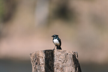 Willie Wagtail bird sitting on a post. 