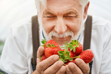 Front view of senior man enjoying smell of ripe fresh and red strawberries from ground in modern...