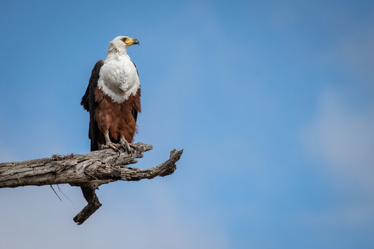 An African fish eagle, Haliaeetus vocifer, sits on a branch, blue sky background