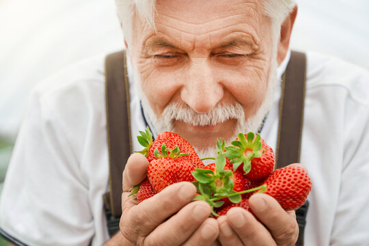 Front view of senior man enjoying smell of ripe fresh and red strawberries from ground in modern greenhouse. Concept of process of enjoying strawberry harvest.