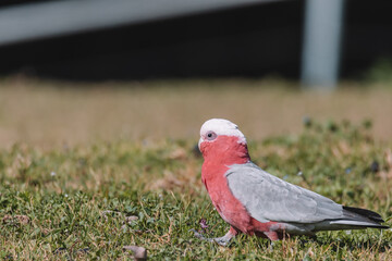 Australian Galah Bird, Kangaroo Valley NSW
