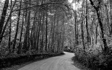 Country road with trees beside concept in Aiuruoca, Minas Gerais, Brazil. Black and white shot